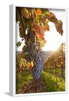 Vineyards with Red Wine Grapes in Autumn at Sunset, Esslingen, Baden Wurttemberg, Germany, Europe-Markus Lange-Framed Photographic Print