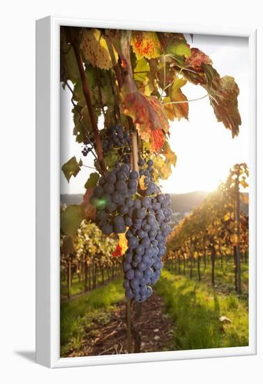 Vineyards with Red Wine Grapes in Autumn at Sunset, Esslingen, Baden Wurttemberg, Germany, Europe-Markus Lange-Framed Photographic Print