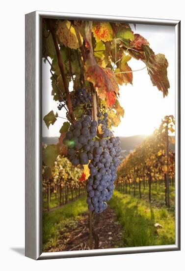 Vineyards with Red Wine Grapes in Autumn at Sunset, Esslingen, Baden Wurttemberg, Germany, Europe-Markus Lange-Framed Photographic Print