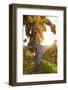 Vineyards with Red Wine Grapes in Autumn at Sunset, Esslingen, Baden Wurttemberg, Germany, Europe-Markus Lange-Framed Photographic Print