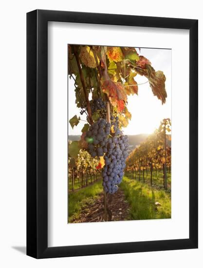 Vineyards with Red Wine Grapes in Autumn at Sunset, Esslingen, Baden Wurttemberg, Germany, Europe-Markus Lange-Framed Photographic Print