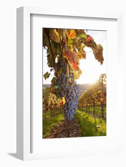 Vineyards with Red Wine Grapes in Autumn at Sunset, Esslingen, Baden Wurttemberg, Germany, Europe-Markus Lange-Framed Photographic Print