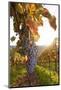 Vineyards with Red Wine Grapes in Autumn at Sunset, Esslingen, Baden Wurttemberg, Germany, Europe-Markus Lange-Mounted Photographic Print