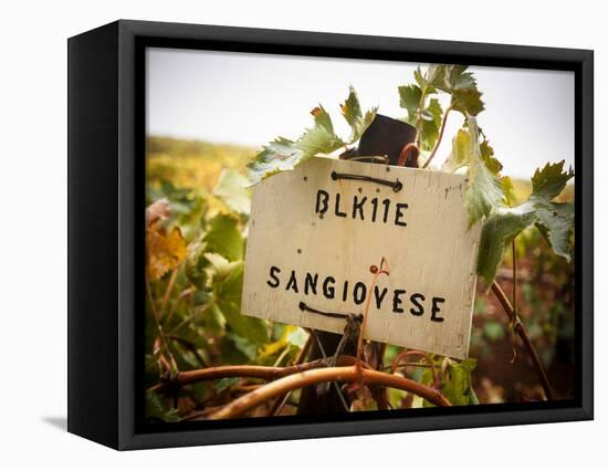 Vineyards-Ian Shive-Framed Stretched Canvas