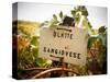 Vineyards-Ian Shive-Stretched Canvas