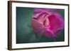 Vining Geranium Bud, Digitally Altered-Rona Schwarz-Framed Photographic Print