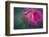 Vining Geranium Bud, Digitally Altered-Rona Schwarz-Framed Photographic Print