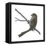 Vinous-Throated Parrotbill (Paradoxornis Webbiana), Birds-Encyclopaedia Britannica-Framed Stretched Canvas