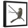 Vinous-Throated Parrotbill (Paradoxornis Webbiana), Birds-Encyclopaedia Britannica-Framed Poster