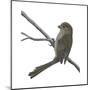 Vinous-Throated Parrotbill (Paradoxornis Webbiana), Birds-Encyclopaedia Britannica-Mounted Poster