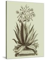 Vintage Aloe I-Abraham Munting-Stretched Canvas