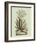 Vintage Aloe I-Abraham Munting-Framed Art Print