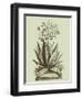 Vintage Aloe I-Abraham Munting-Framed Art Print