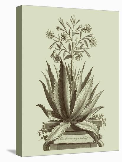 Vintage Aloe I-Abraham Munting-Stretched Canvas