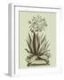 Vintage Aloe I-Abraham Munting-Framed Art Print