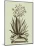 Vintage Aloe I-Abraham Munting-Mounted Art Print