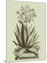 Vintage Aloe I-Abraham Munting-Mounted Art Print