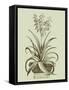 Vintage Aloe II-Abraham Munting-Framed Stretched Canvas