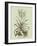 Vintage Aloe II-Abraham Munting-Framed Art Print