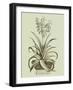 Vintage Aloe II-Abraham Munting-Framed Art Print