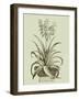 Vintage Aloe II-Abraham Munting-Framed Art Print