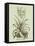 Vintage Aloe II-Abraham Munting-Framed Stretched Canvas