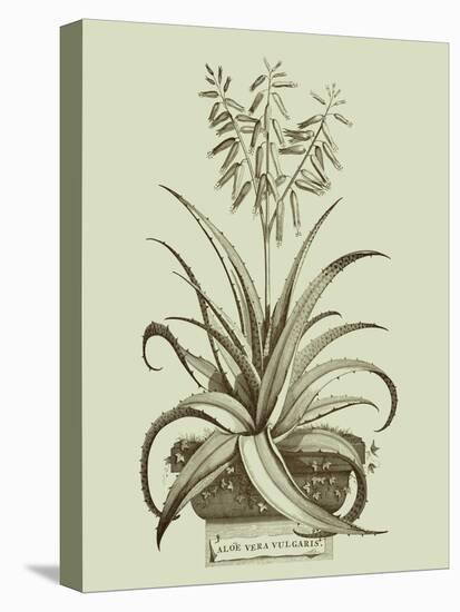 Vintage Aloe II-Abraham Munting-Stretched Canvas