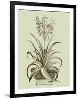 Vintage Aloe II-Abraham Munting-Framed Art Print