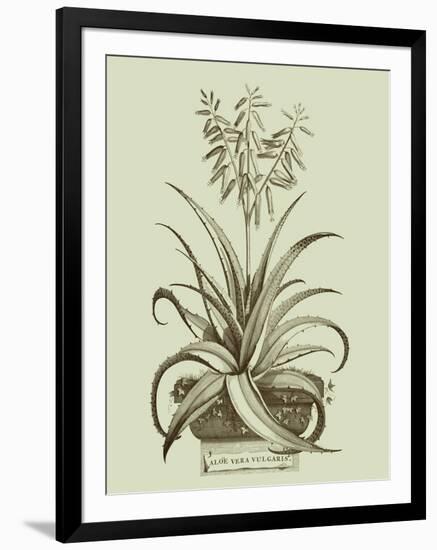 Vintage Aloe II-Abraham Munting-Framed Art Print