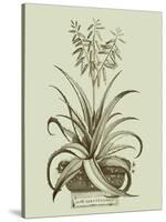 Vintage Aloe II-Abraham Munting-Stretched Canvas