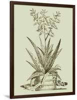 Vintage Aloe III-Abraham Munting-Framed Art Print