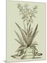 Vintage Aloe III-Abraham Munting-Mounted Art Print