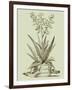 Vintage Aloe III-Abraham Munting-Framed Art Print