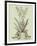 Vintage Aloe III-Abraham Munting-Framed Art Print