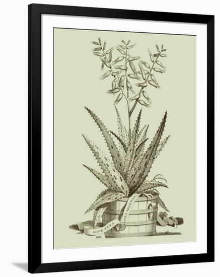 Vintage Aloe III-Abraham Munting-Framed Art Print