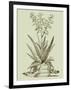 Vintage Aloe III-Abraham Munting-Framed Art Print