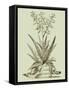 Vintage Aloe III-Abraham Munting-Framed Stretched Canvas