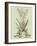 Vintage Aloe III-Abraham Munting-Framed Art Print