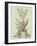 Vintage Aloe III-Abraham Munting-Framed Art Print