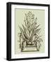 Vintage Aloe IV-Abraham Munting-Framed Art Print