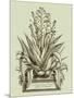 Vintage Aloe IV-Abraham Munting-Mounted Art Print