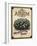 Vintage Alyssum Seed Packet-null-Framed Giclee Print