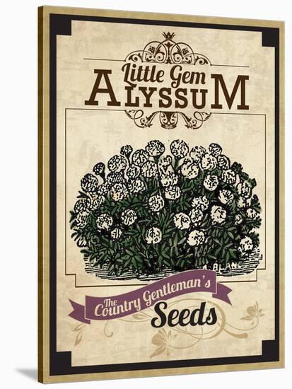 Vintage Alyssum Seed Packet-null-Stretched Canvas