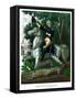 Vintage American History Print of General Andrew Jackson On Horseback-Stocktrek Images-Framed Stretched Canvas