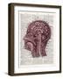 Vintage Anatomy Brain-Christopher James-Framed Art Print