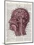 Vintage Anatomy Brain-Christopher James-Mounted Art Print