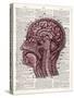 Vintage Anatomy Brain-Christopher James-Stretched Canvas