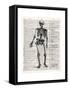 Vintage Anatomy Skeleton-Christopher James-Framed Stretched Canvas