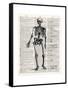 Vintage Anatomy Skeleton-Christopher James-Framed Stretched Canvas