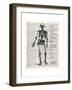 Vintage Anatomy Skeleton-Christopher James-Framed Premium Giclee Print